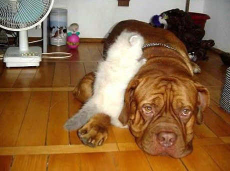 catanddogstories05jx65.jpg